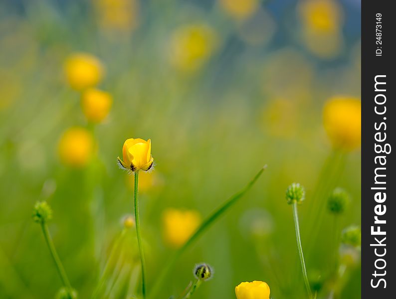 Wild flower in meadow in spring