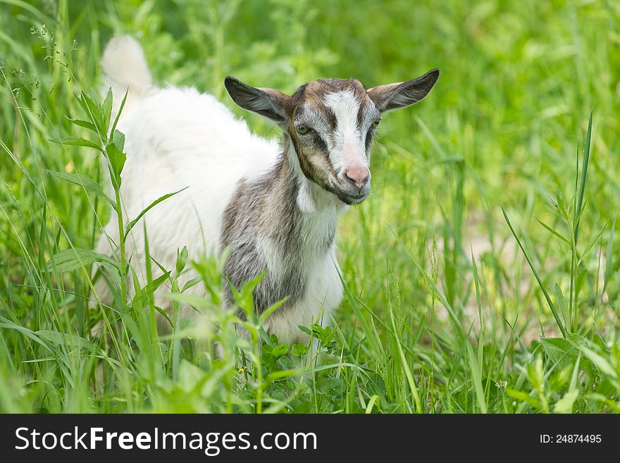 Beautiful young goat on the green grass. Beautiful young goat on the green grass