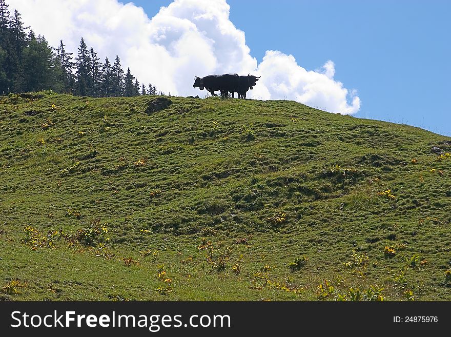 Two cows on the mountain meadow