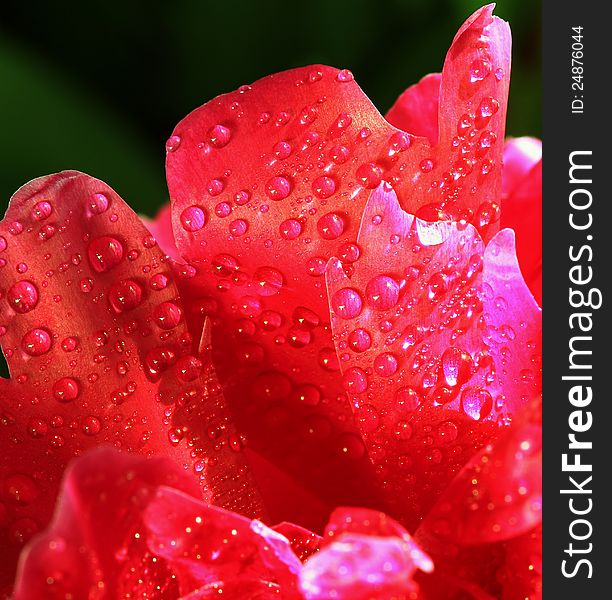 Red Petals With Water Drops. Macro