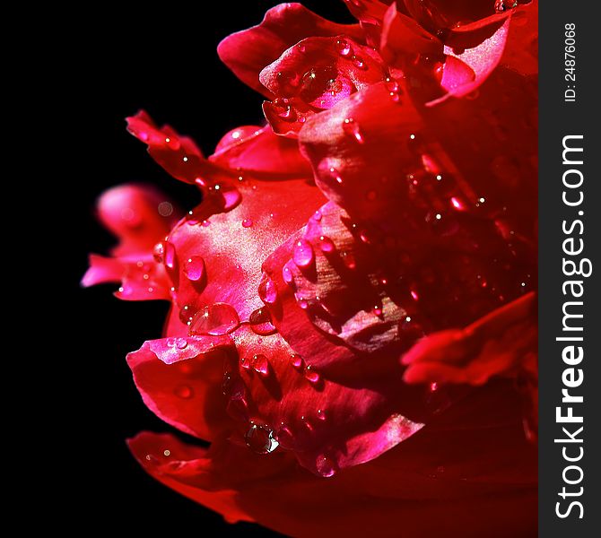 Red petals with water drops. Close-up