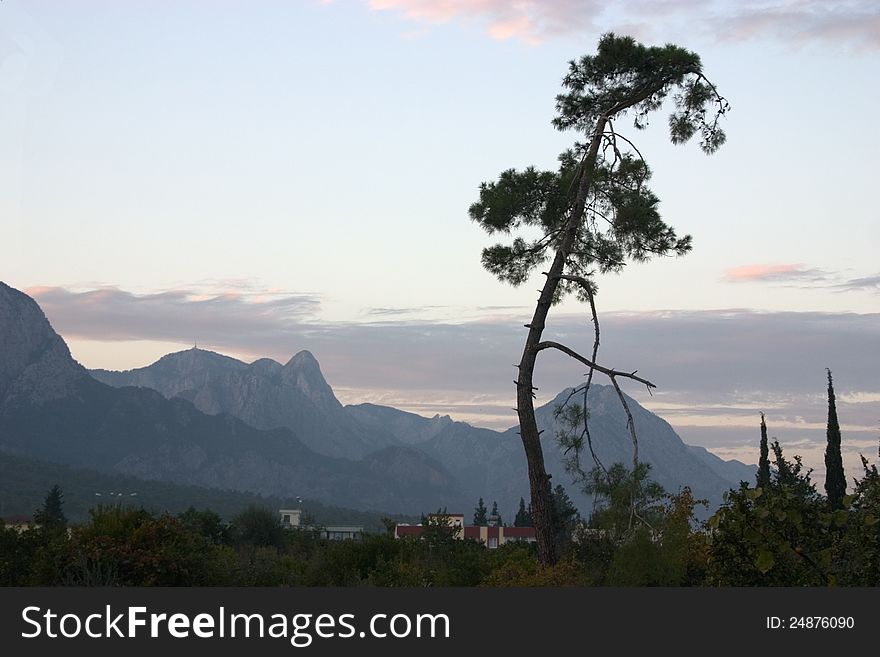 A single tree in front of a mountainrange