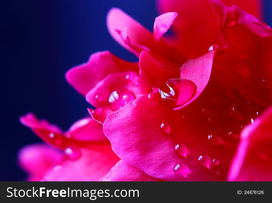 Peony petals with water drops. Macro over blue