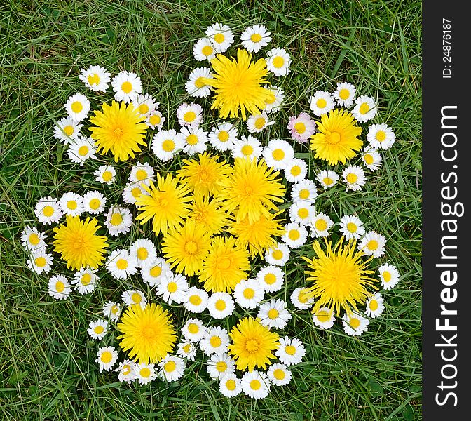 Daisy and dandelion flowers composition on a spring grass. Daisy and dandelion flowers composition on a spring grass