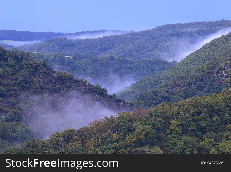 Foggy forest