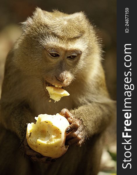 Wild monkey eating fruit