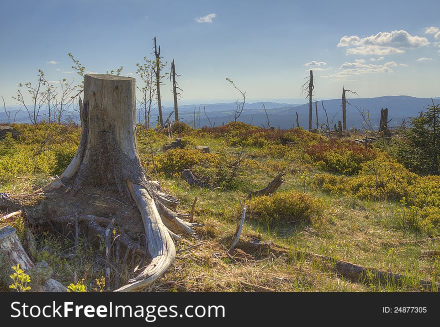 Plateau on top of the Wurmberg with dead trees. Plateau on top of the Wurmberg with dead trees