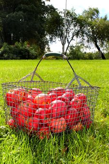 Red Apple Basket Royalty Free Stock Photo