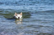 Dog Swims Royalty Free Stock Images