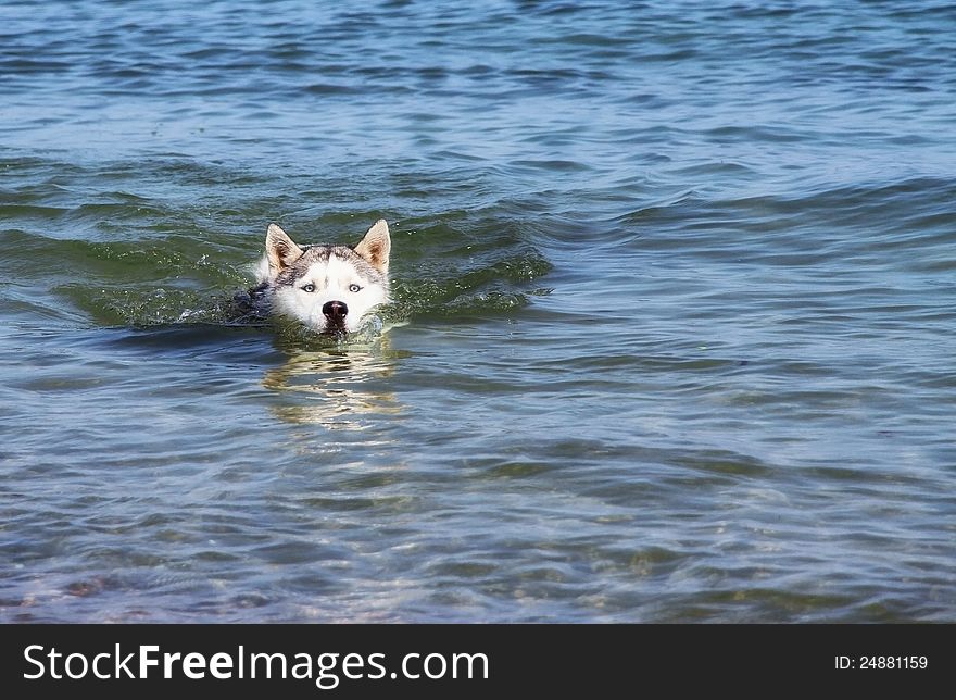 Dog swimming to the shore, the dog swims