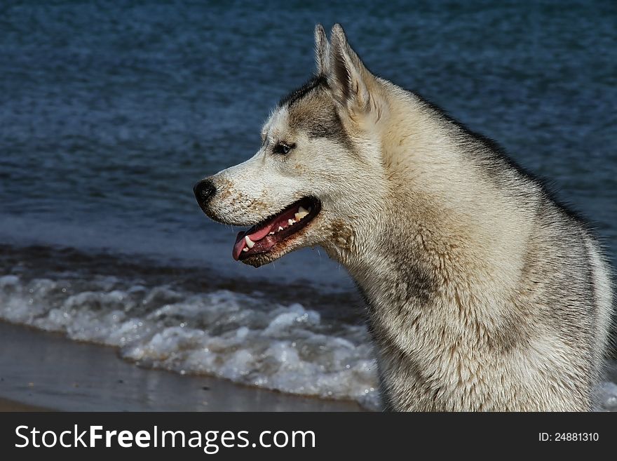 The dog by the sea