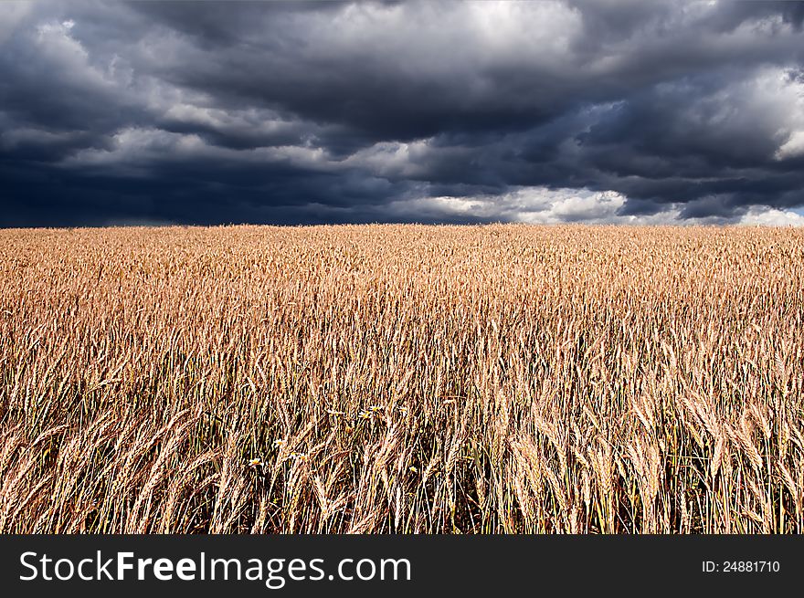 Rural landscape with wheat field and cloudy sky