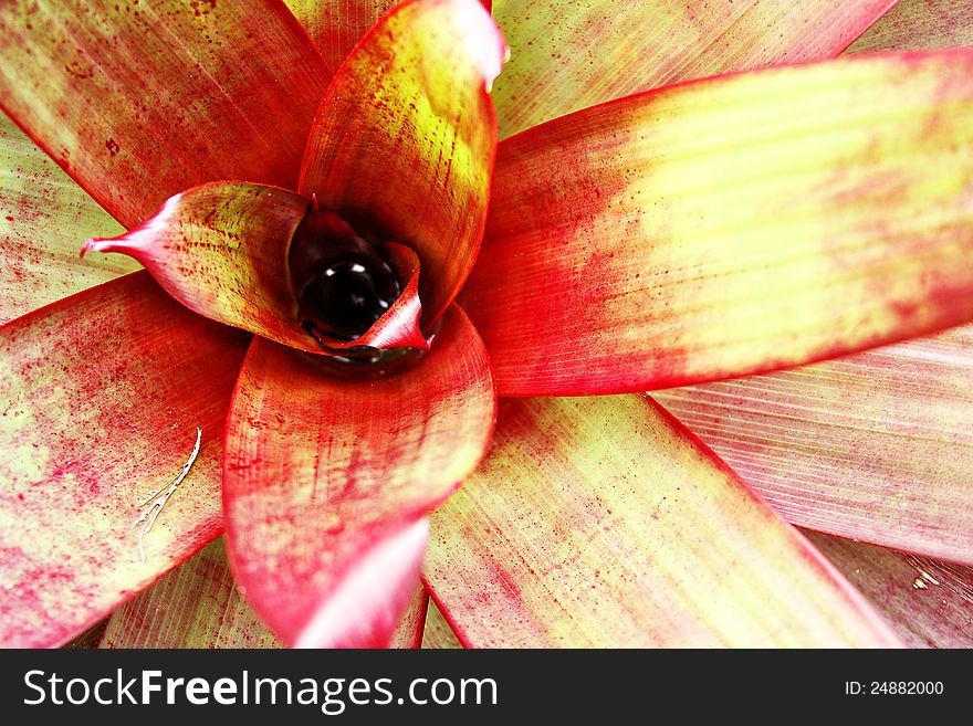 Bromeliad, or Hawaiian fireball plant. Bromeliad, or Hawaiian fireball plant