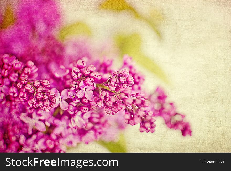 Lilacs