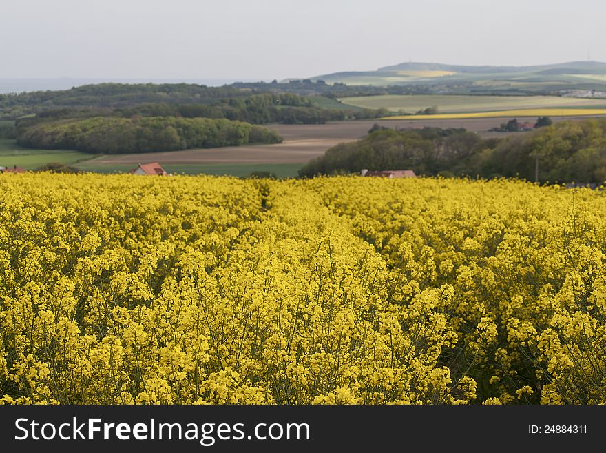 A bright yellow rapeseed field