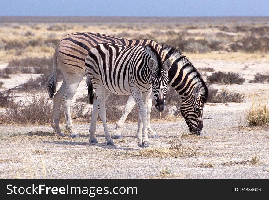 Zebra(s) in Etosha national Park Namibia. Zebra(s) in Etosha national Park Namibia