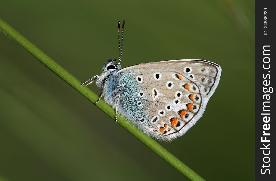 Lycaenidae butterfly sitting on a grass. Lycaenidae butterfly sitting on a grass