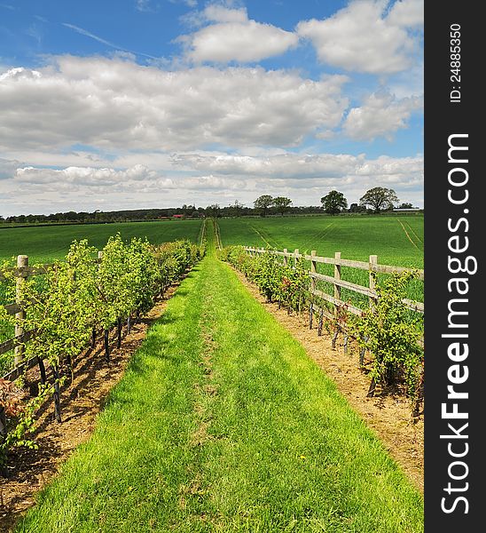 Fenced Footpath Between Fields