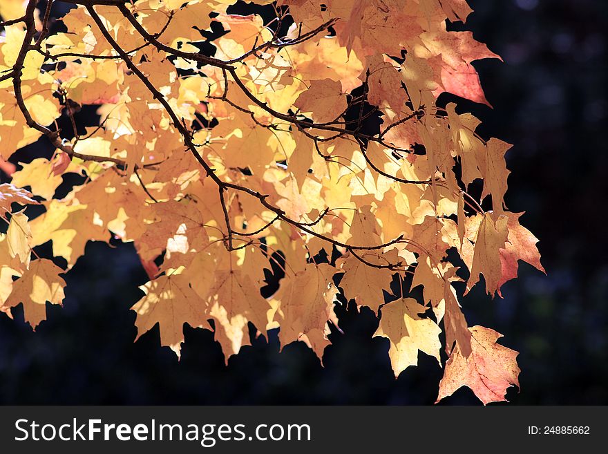 Yellow and red maple leaves on the dark background