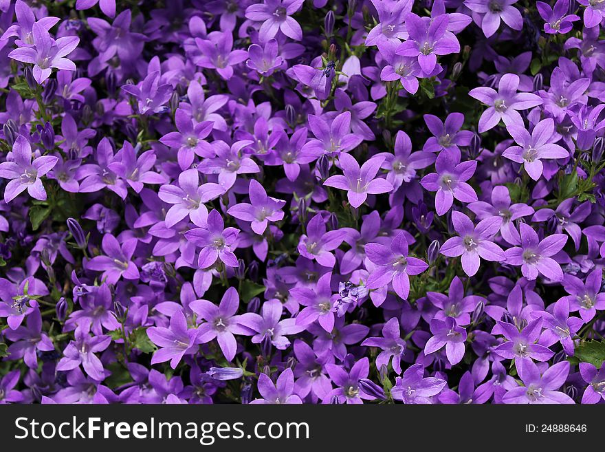 Purple bell-flowers as a floral background. Purple bell-flowers as a floral background