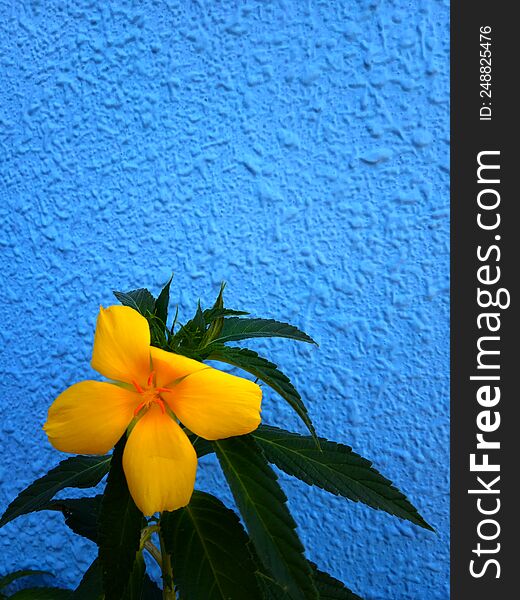 yellow flower with blue wall background and copy space