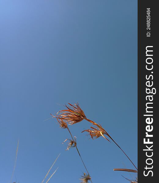 dry grass stalks on a blue sky background