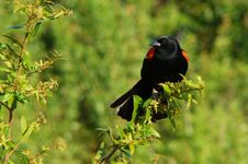 Red-winged Blackbird Stock Image