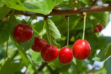 Cherries Royalty Free Stock Photos Cherries Royalty Free Stock Photos