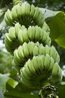 Green Bananas On A Tree Royalty Free Stock Image Green Bananas On A Tree Royalty Free Stock Image