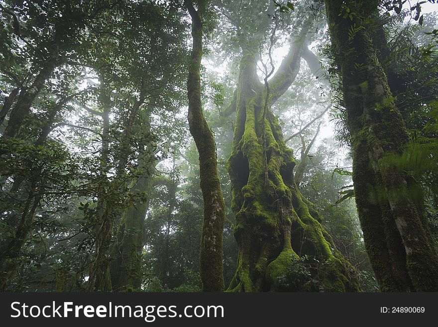 Antarctic Beech (Nothofagus moorei) enveloped in clouds in rainforest, Queensland, Australia. Antarctic Beech (Nothofagus moorei) enveloped in clouds in rainforest, Queensland, Australia.