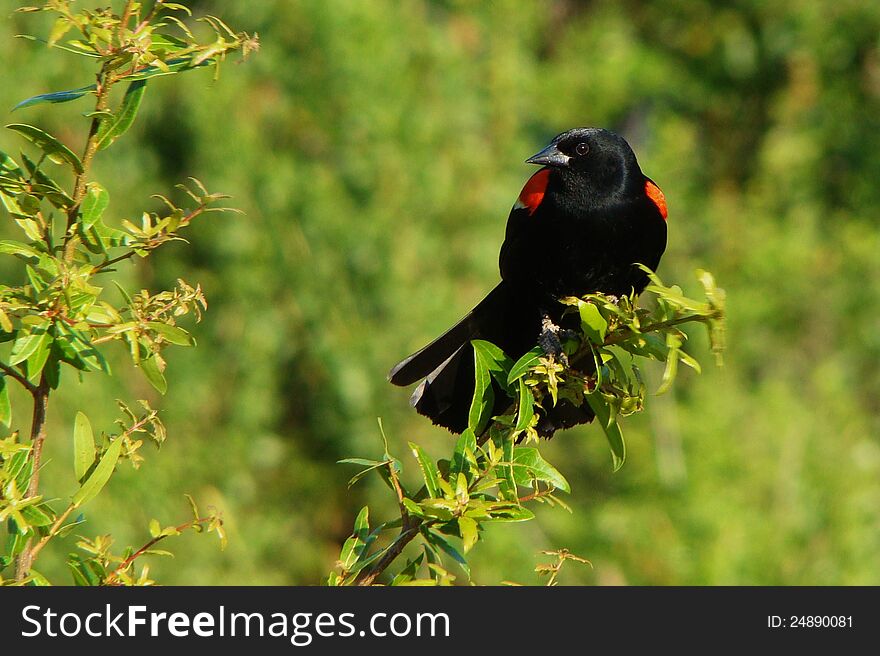 Male red-winged blackbird looking glossy black with red shoulder patches is perched on a branch.