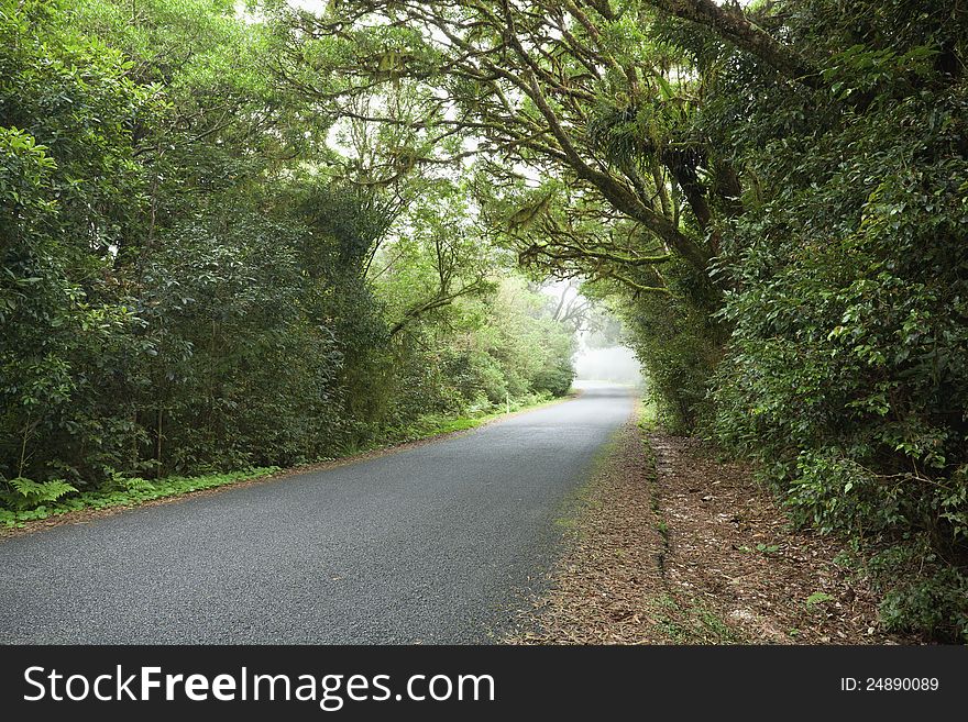 Empty Road In Cloudy Rainforest