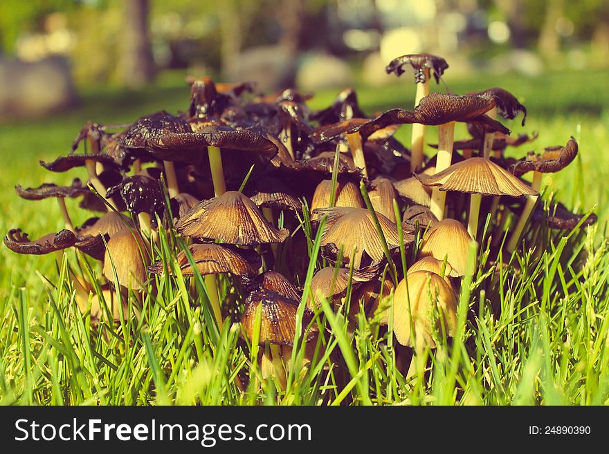 Group of mushrooms with blurred background