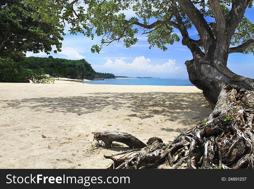 Old tree on beach at bali
