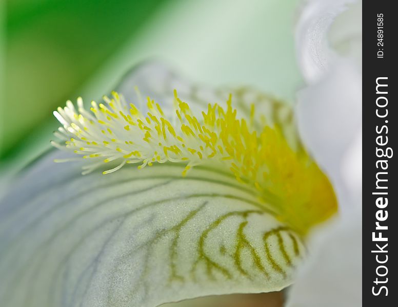 Petal White Iris
