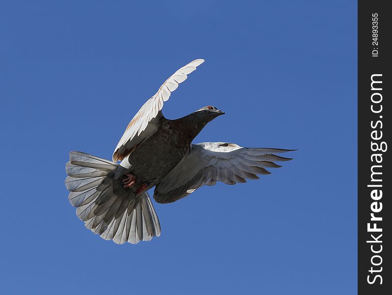 Pigeon fly in tne blue sky