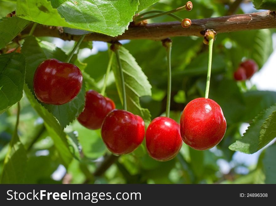 Ripe cherries on a green branch