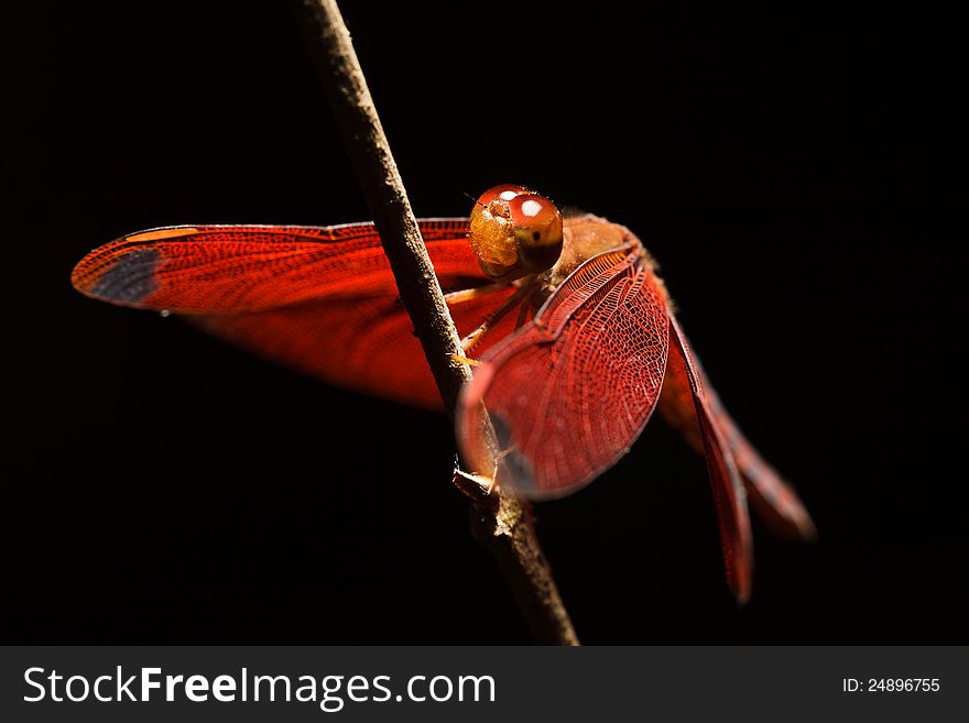 Closeup red dragonfly