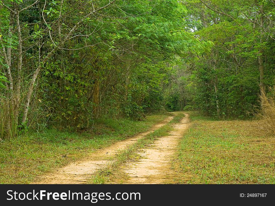 Ground road in jungle at the country of thailand.