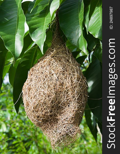 hanging bird nest in tree