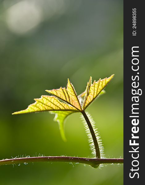 Green young leave with sun ray