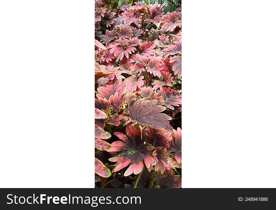 Garden is filled with reddish lovely leaves!, that can make the flowers too unseen!