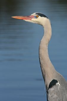Portrait Of Grey Heron Stock Image
