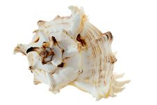 Spiral Shell On White Royalty Free Stock Photography Spiral Shell On White Royalty Free Stock Photography
