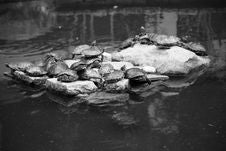 Group Of Turtles Sunbathing Royalty Free Stock Photos Group Of Turtles Sunbathing Royalty Free Stock Photos