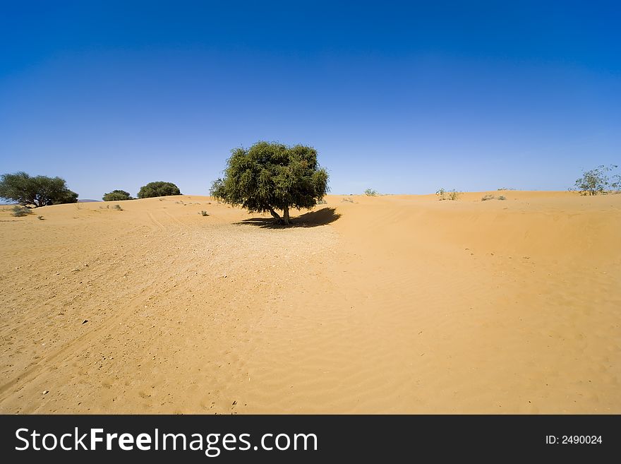 Desert, tree, sand, heat, sun, sky, blue,