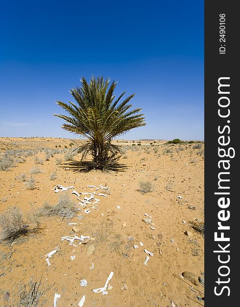 Desert, tree, sand, heat, sun, sky, blue,