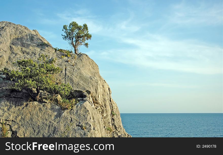 Lonely viable tree on the rock