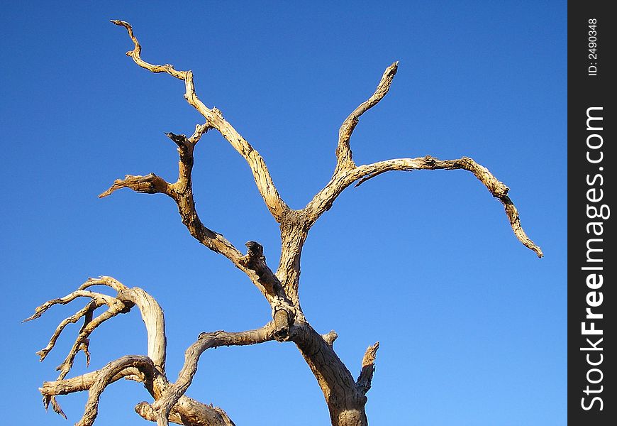 A grey dead tree with the blue sky behind. NT, Australia.