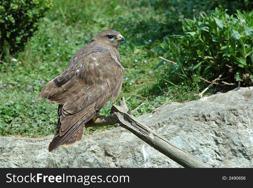 A wild common buzzard, on a branch. A wild common buzzard, on a branch